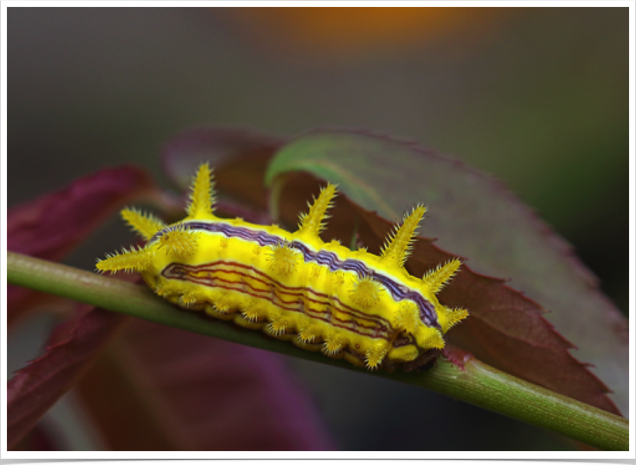 Parasa indetermina
Stinging Rose Caterpillar
Dekalb County, Alabama